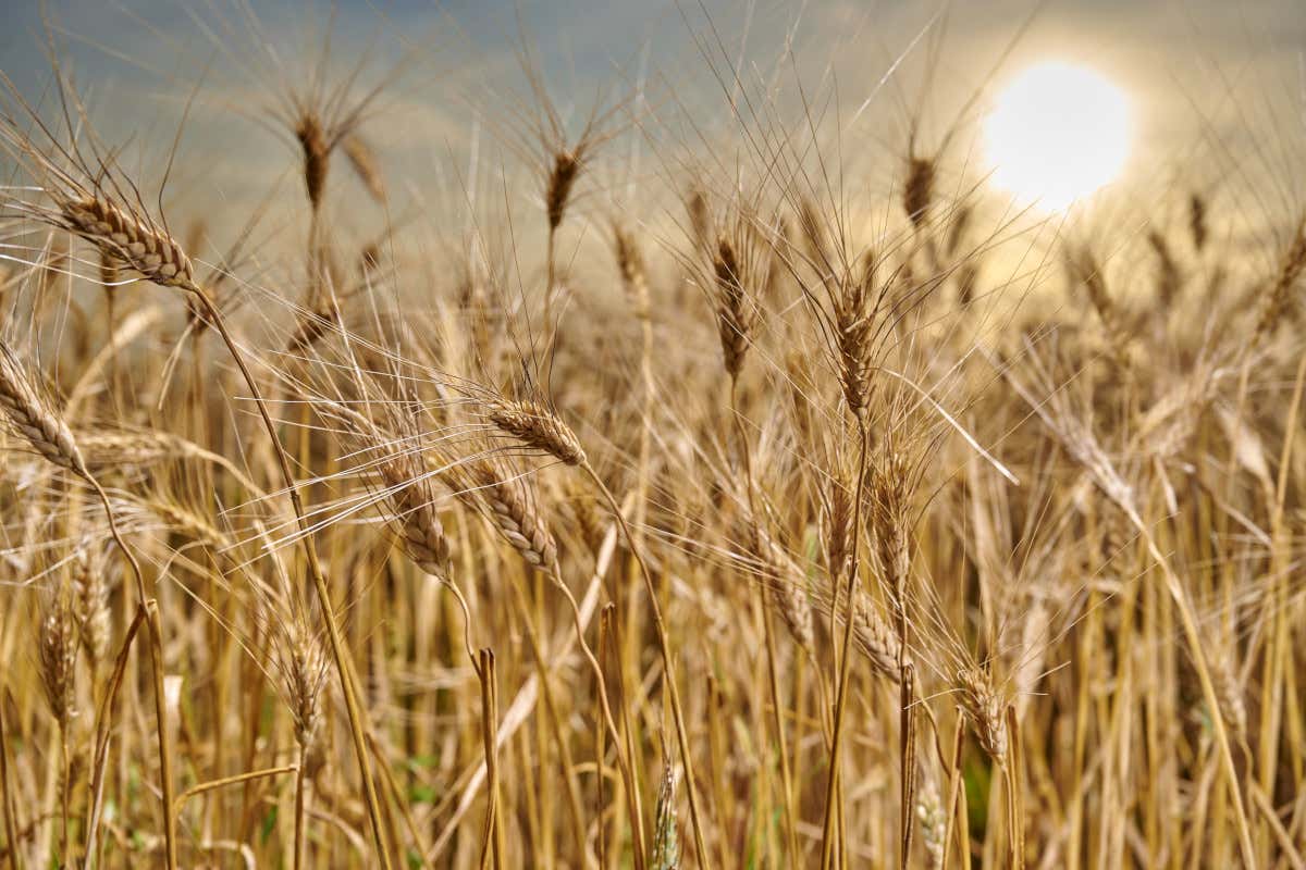 Kamut Enterprises of Europe protagonista a NutriMI Kamut Enterprises of Europe partecipa al forum milanese “NutriMI”