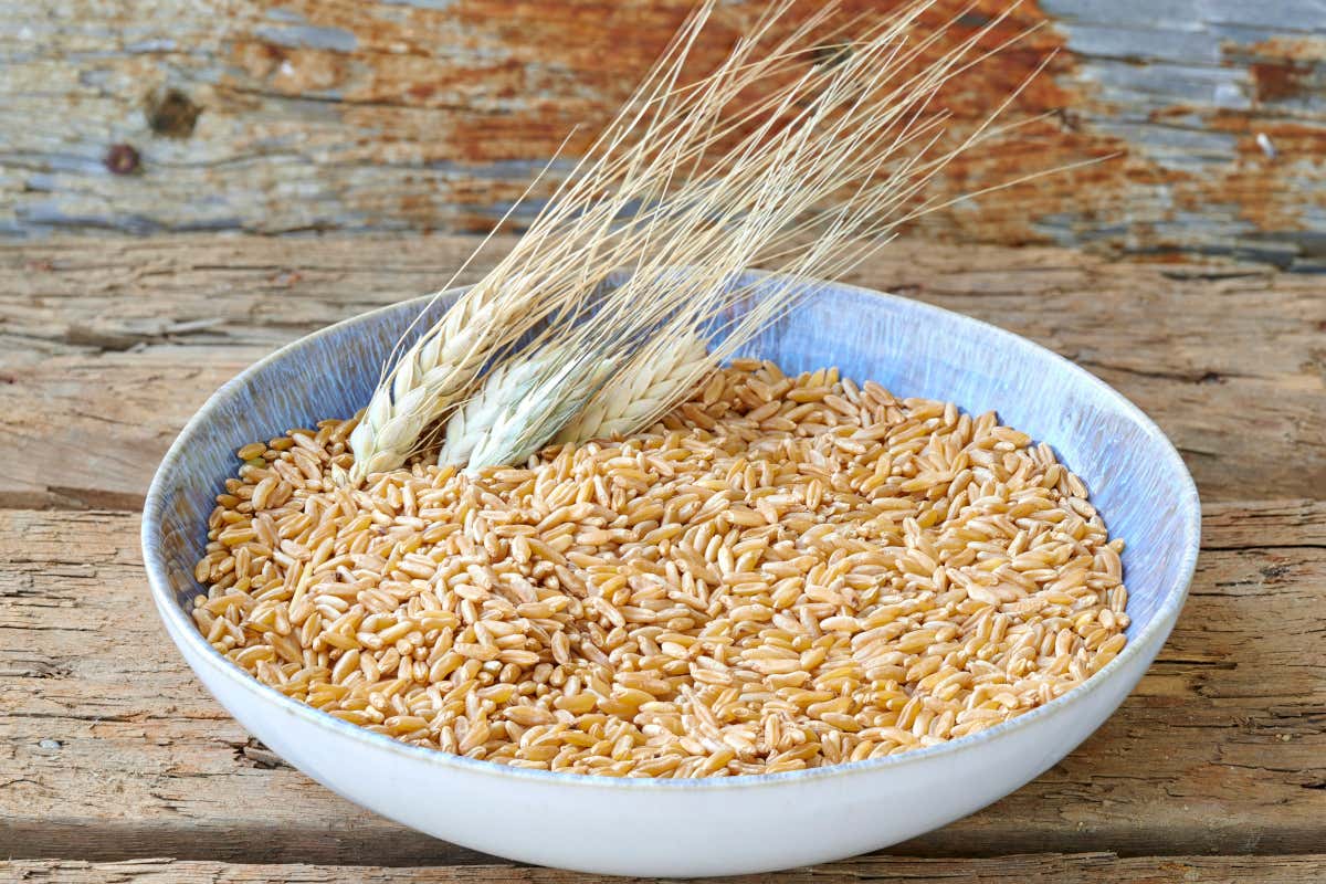 Dal 1986 a oggi: come Kamut® ha riportato il grano antico al centro del mercato