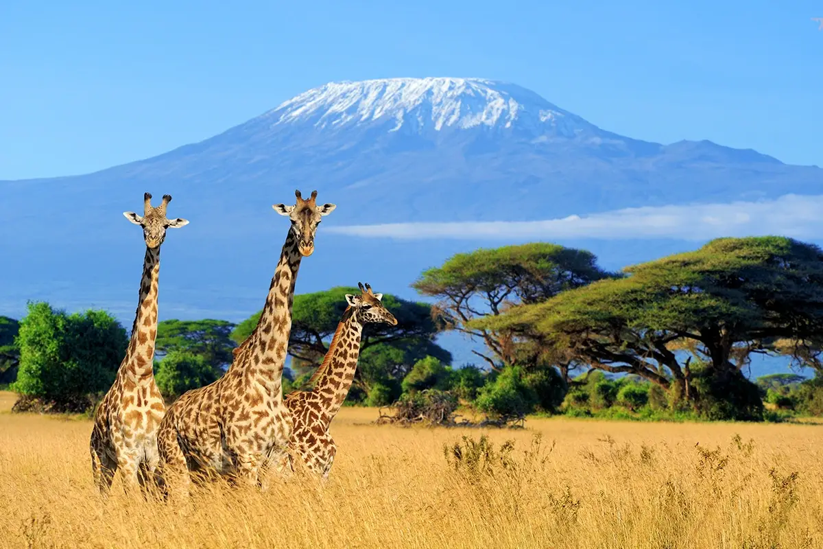 Il Kenya si conferma migliore destinazione safari al mondo Sogni un safari autentico? La miglior destinazione &egrave; il Kenya
