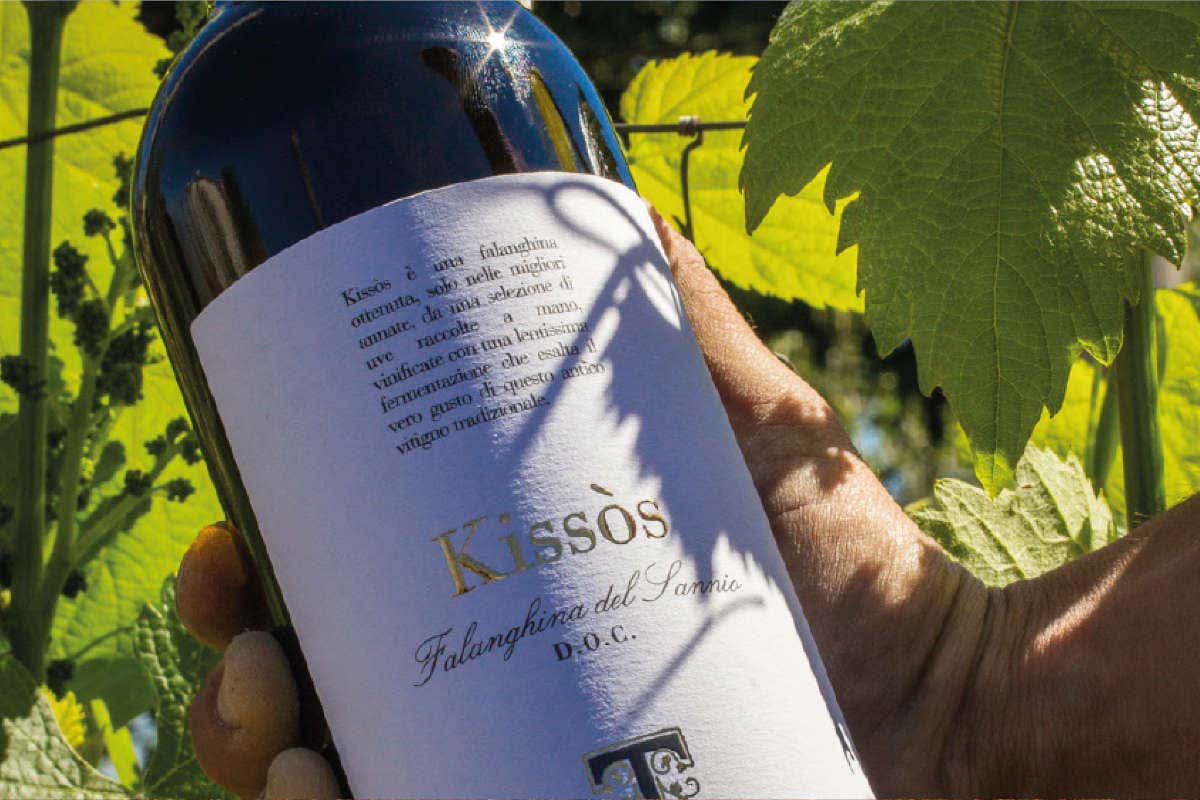 Cantine Tora, grandi vini bianchi da invecchiamento espressione del Sannio Cantine Tora, grandi vini bianchi da invecchiamento espressione del Sannio