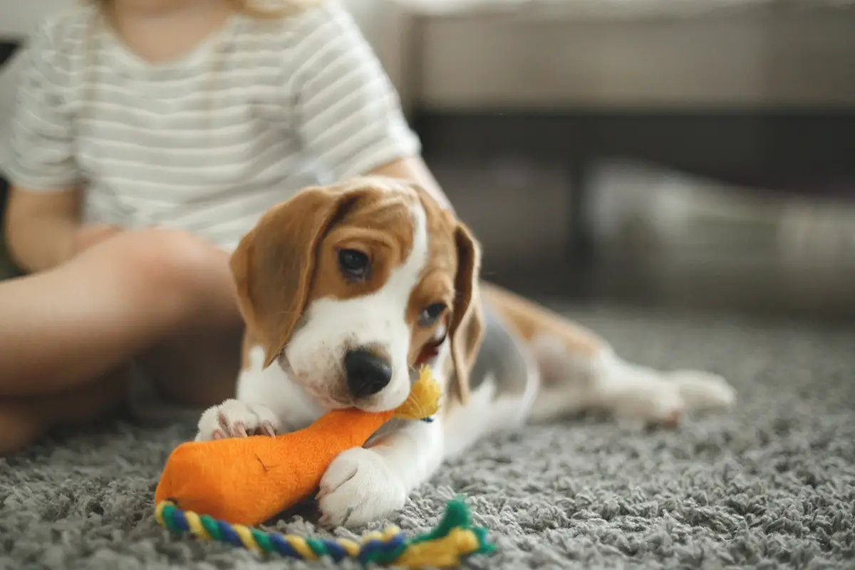 Ogni hotel offre ai cani il proprio kit di benvenuto Porti il cane in vacanza? Come scegliere l&rsquo;hotel e i servizi davvero pet friendly