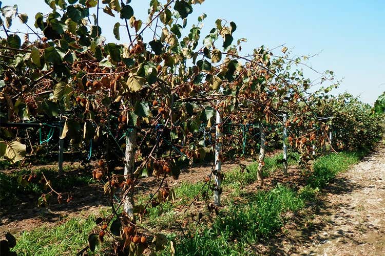 C'&egrave; una pandemia anche per i Kiwi: l'Italia perde un futto prezioso