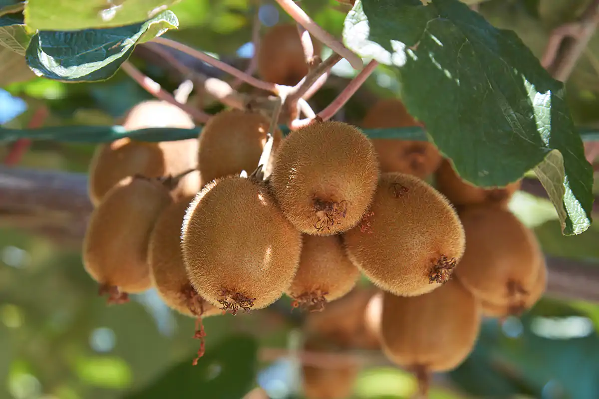 I kiwi Sali minerali, potassio e magnesio: i consigli per affrontare caldo e spossatezza