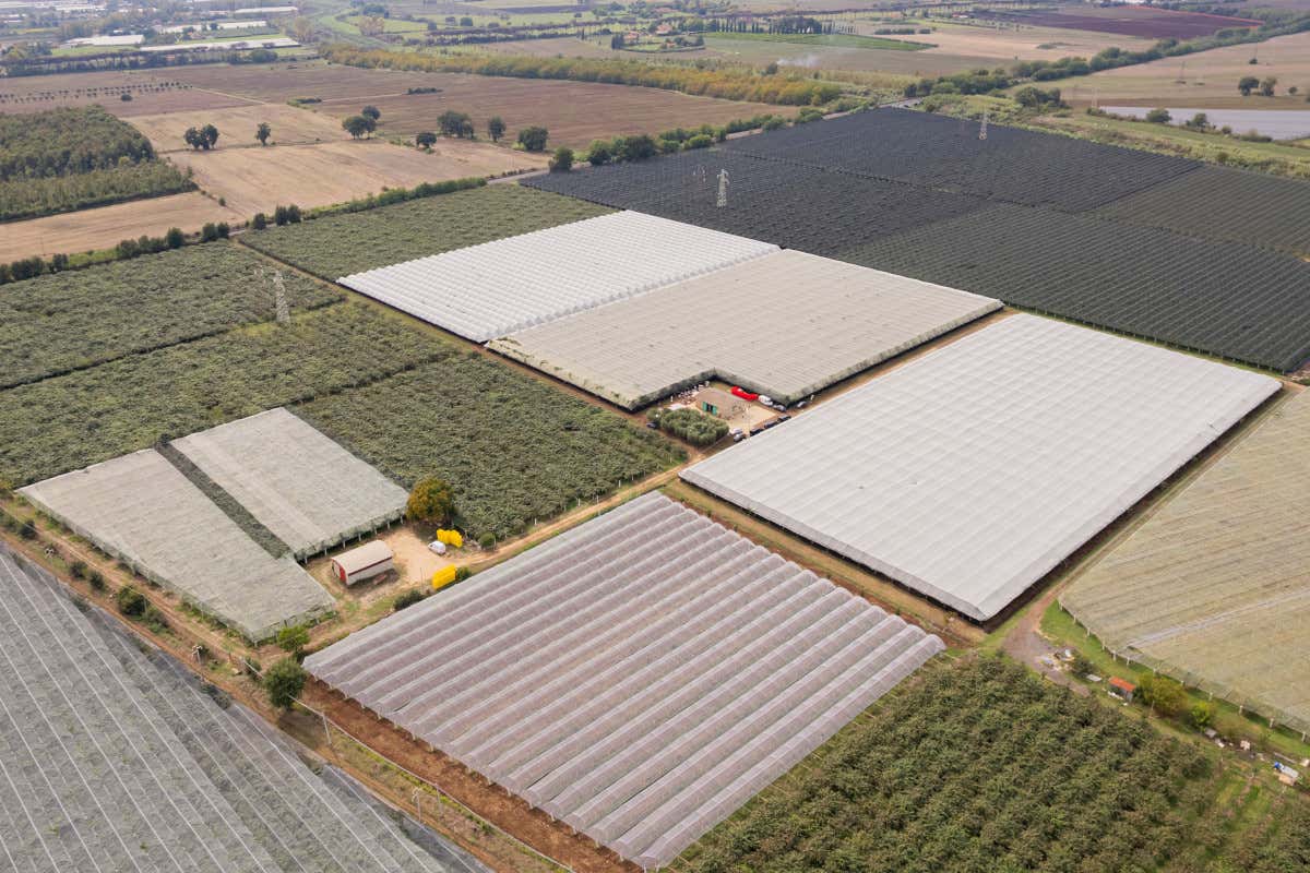 Da frutto esotico a simbolo del “nuovo” made in Italy: la rivoluzione del kiwi Da frutto esotico a simbolo del “nuovo” made in Italy: la rivoluzione del kiwi