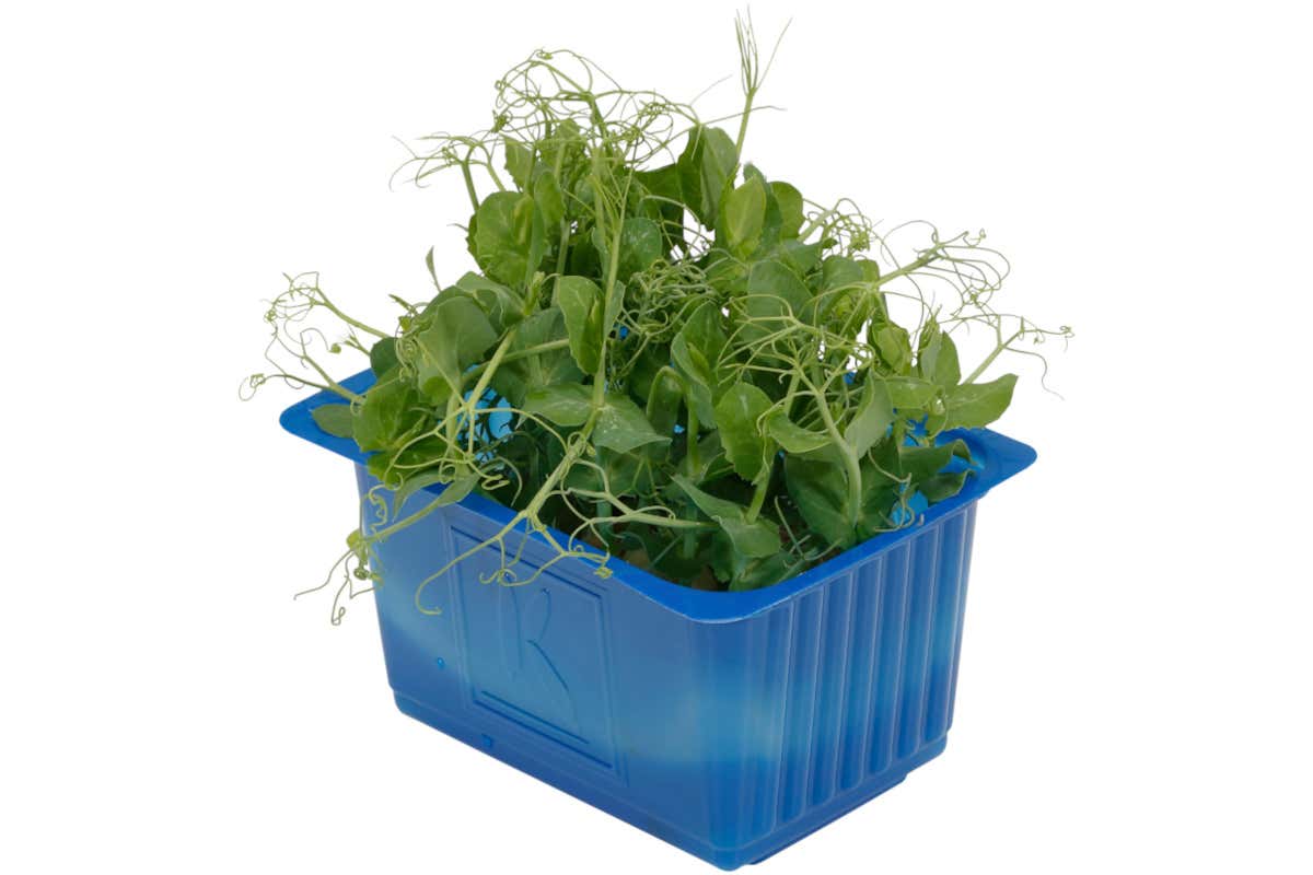 L'Affilla Cress®, dal sapore e dalle consistenze molto delicate