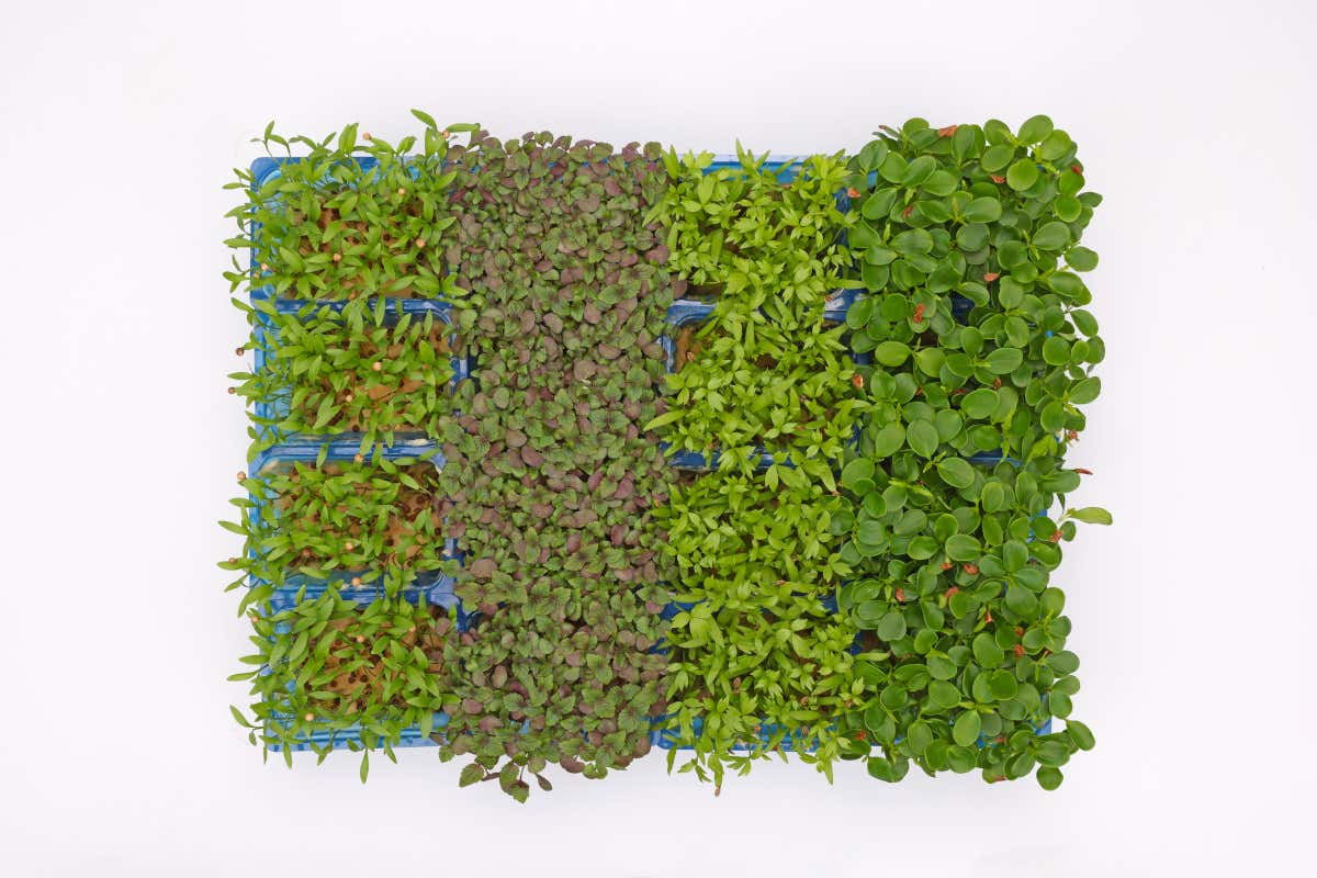 L'Autumn Mix di Koppert Cress