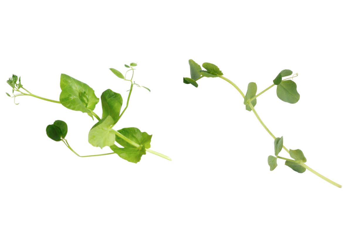 A sinistra Salad Pea e a destra Spring Pea di Koppert Cress