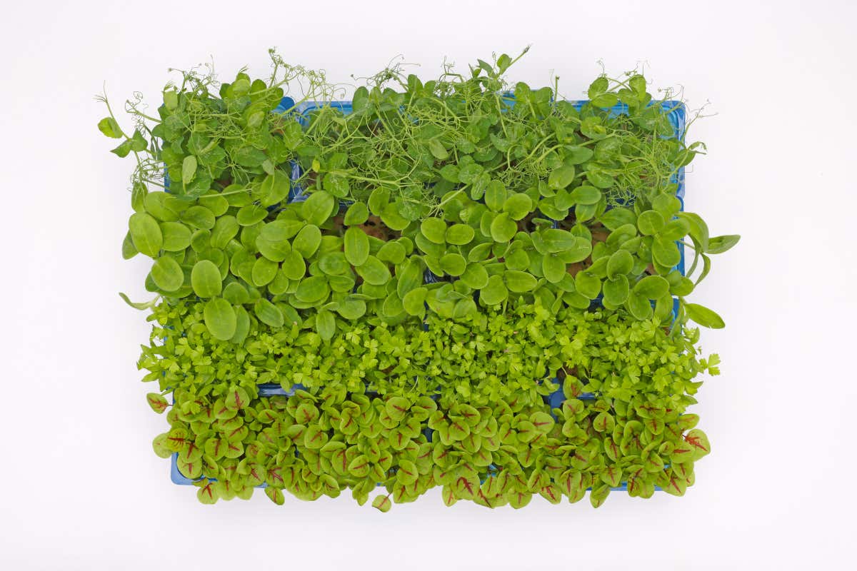 Lo Spring Mix di Koppert Cress