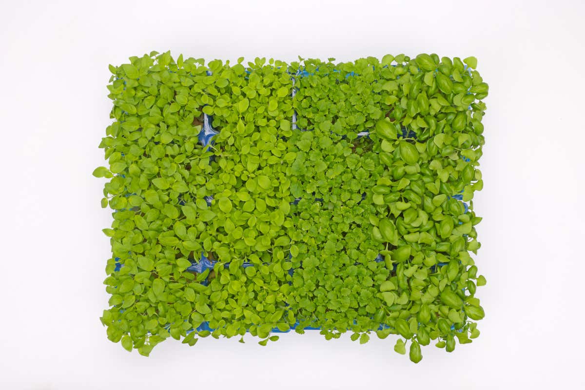 Il Summer Mix di Koppert Cress