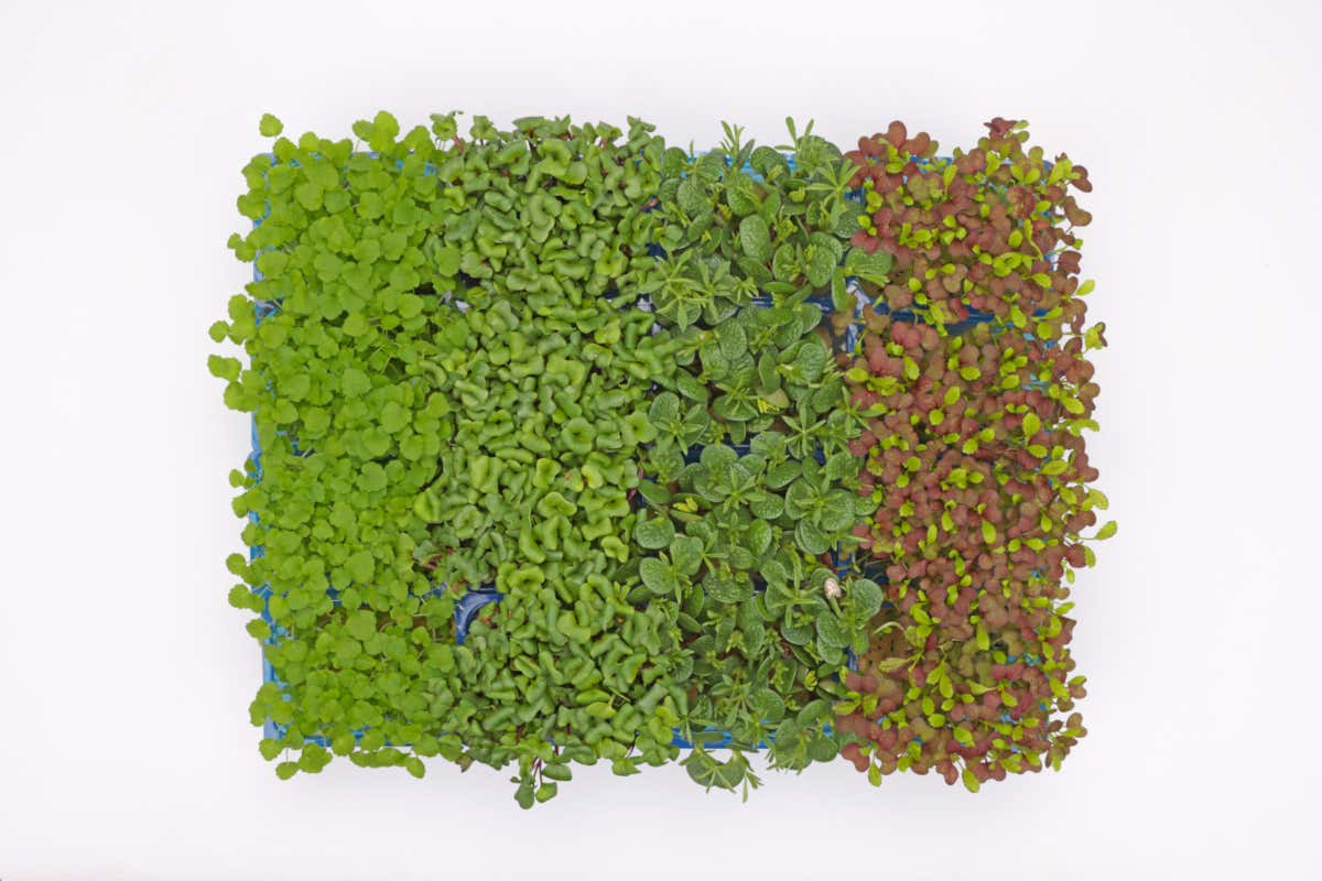 Il Winter Mix di Koppert Cress