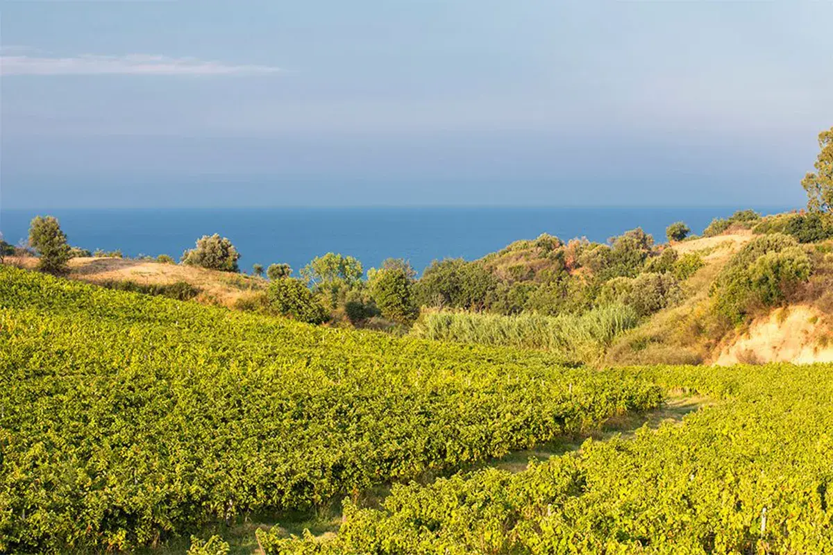 Sono 232 gli ettari vitati su 6 tenute Dall&rsquo;amore per la terra il vino Librandi, artefici del brand Calabria