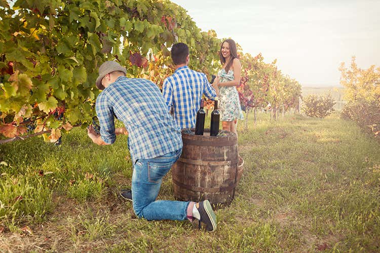 La vendemmia dei wine lovers - La vendemmia sulle Langhela fanno i wine lovers La vendemmia dei wine lovers - La vendemmia sulle Langhela fanno i wine lovers