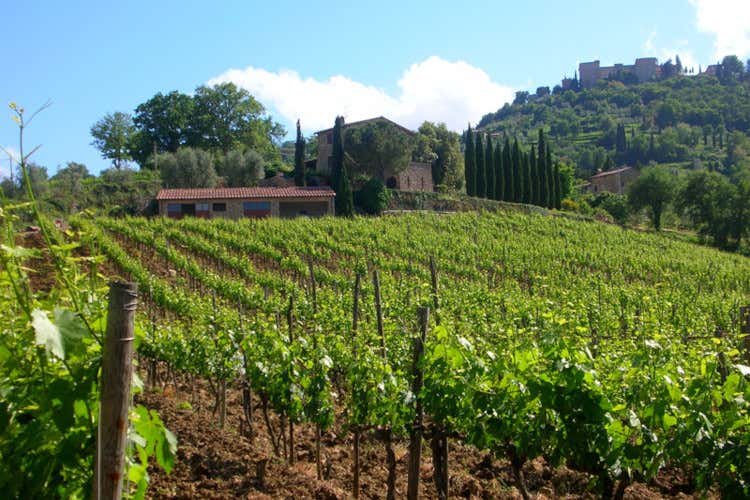 La Gerla: la cantina nata dal sogno di un ex pubblicitario di fare Brunello