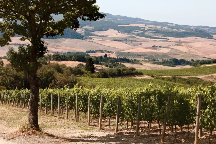 Podere La Casa di Tenuta Caparzo, vacanze di gusto tra i vigneti di Montalcino
