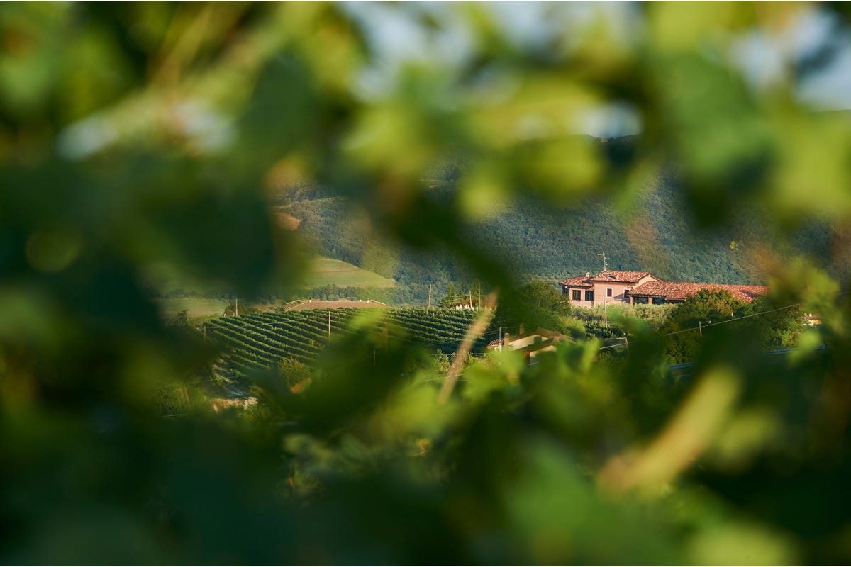 Cantina La Giuva, storica azienda vitivinicola produttrice di vini autoctoni  Calzedonia (Signorvino) compra un’altra cantina La Giuva in Valpolicella