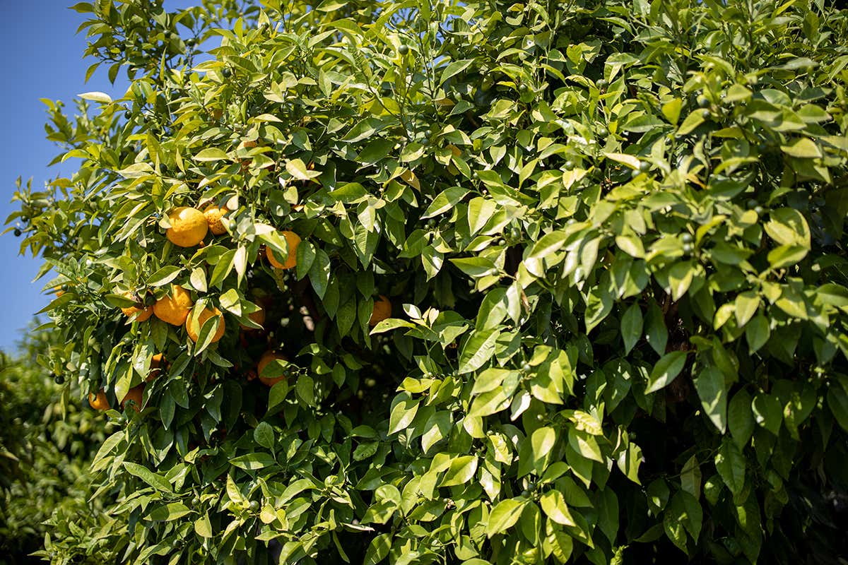 I limoni del Grada. Foto: Visit Brescia Hai mai vistato una limonaia? I limoni del Grada. Foto: Visit Brescia Hai mai vistato una limonaia?