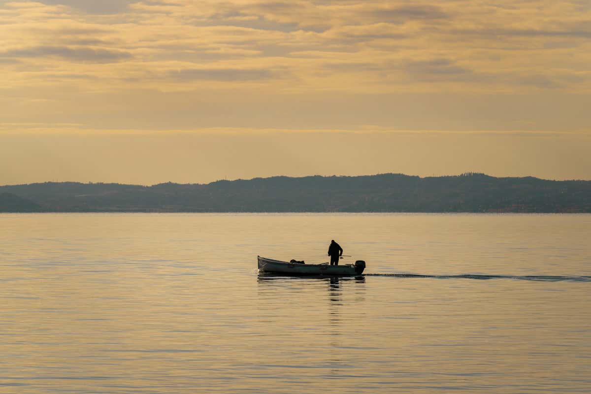 La salute dei pesci del lago di Garda sotto esame: parte lo studio