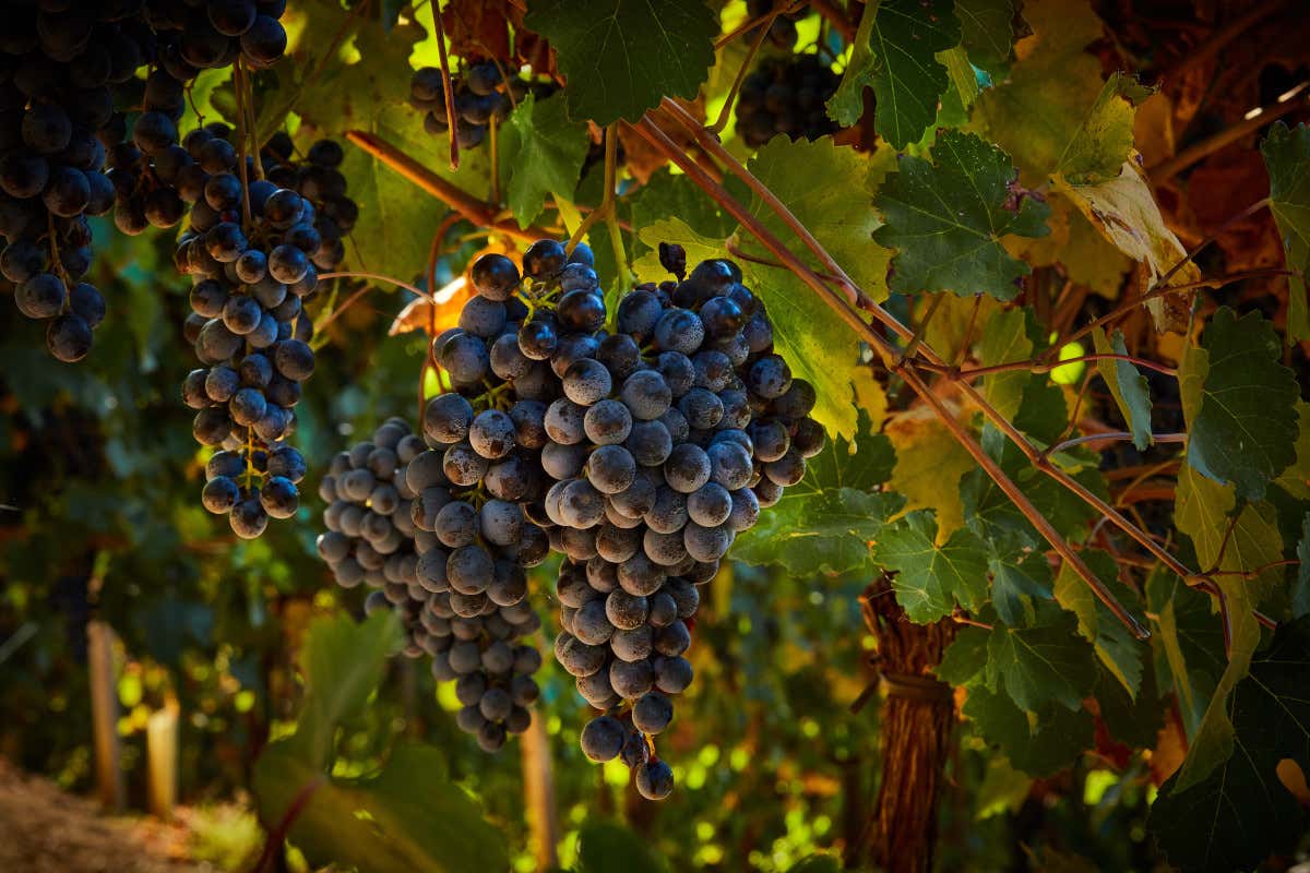 Modena e il vino: viaggio in quattro cantine dove nasce il Lambrusco Modena e il vino: viaggio in quattro cantine dove nasce il Lambrusco