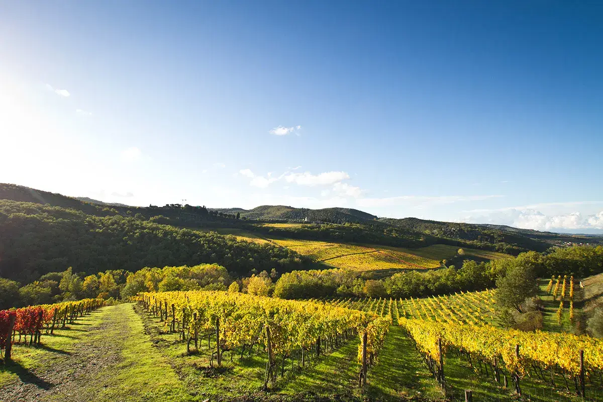 Vigneti a Lamole Lamole di Lamole: certificazione bio, nuova Gran Selezione e restyling delle etichette