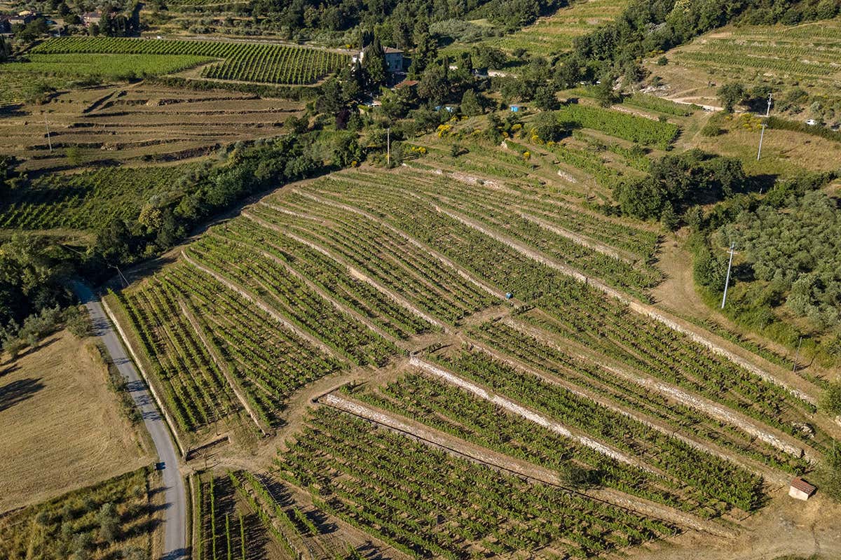 Vigneto Grospoli Lamole di Lamole: certificazione bio, nuova Gran Selezione e restyling delle etichette Vigneto Grospoli Lamole di Lamole: certificazione bio, nuova Gran Selezione e restyling delle etichette