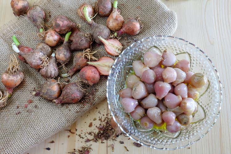 I Lampascioni: un classico della tradizione culinaria pugliese I Lampascioni: un classico della tradizione culinaria pugliese