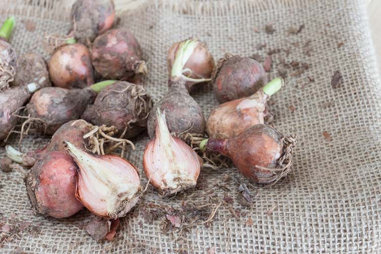 I Lampascioni: un classico della tradizione culinaria pugliese I Lampascioni: un classico della tradizione culinaria pugliese