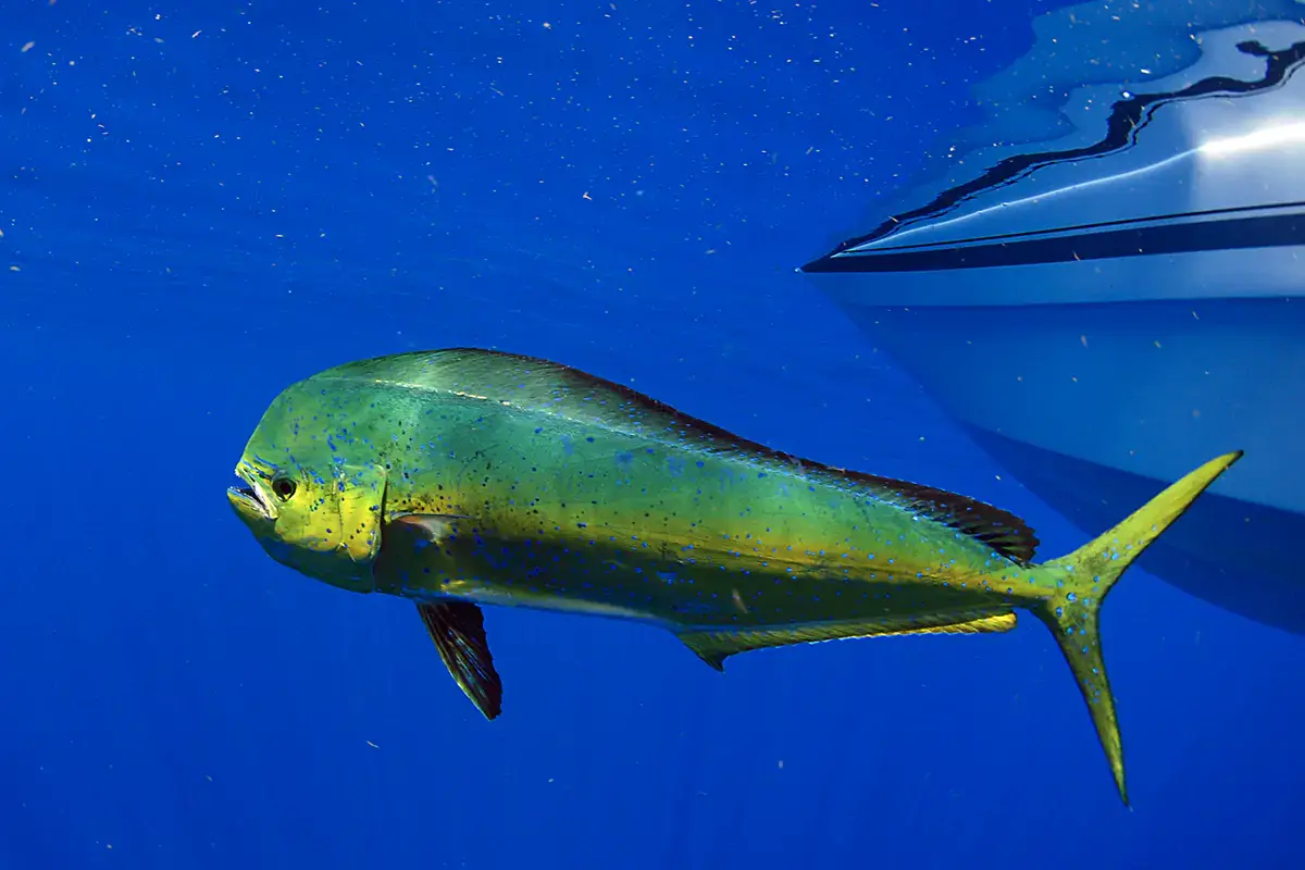 Lampuga Sole, mare e ... pesce. Ecco quale consumare d'estate