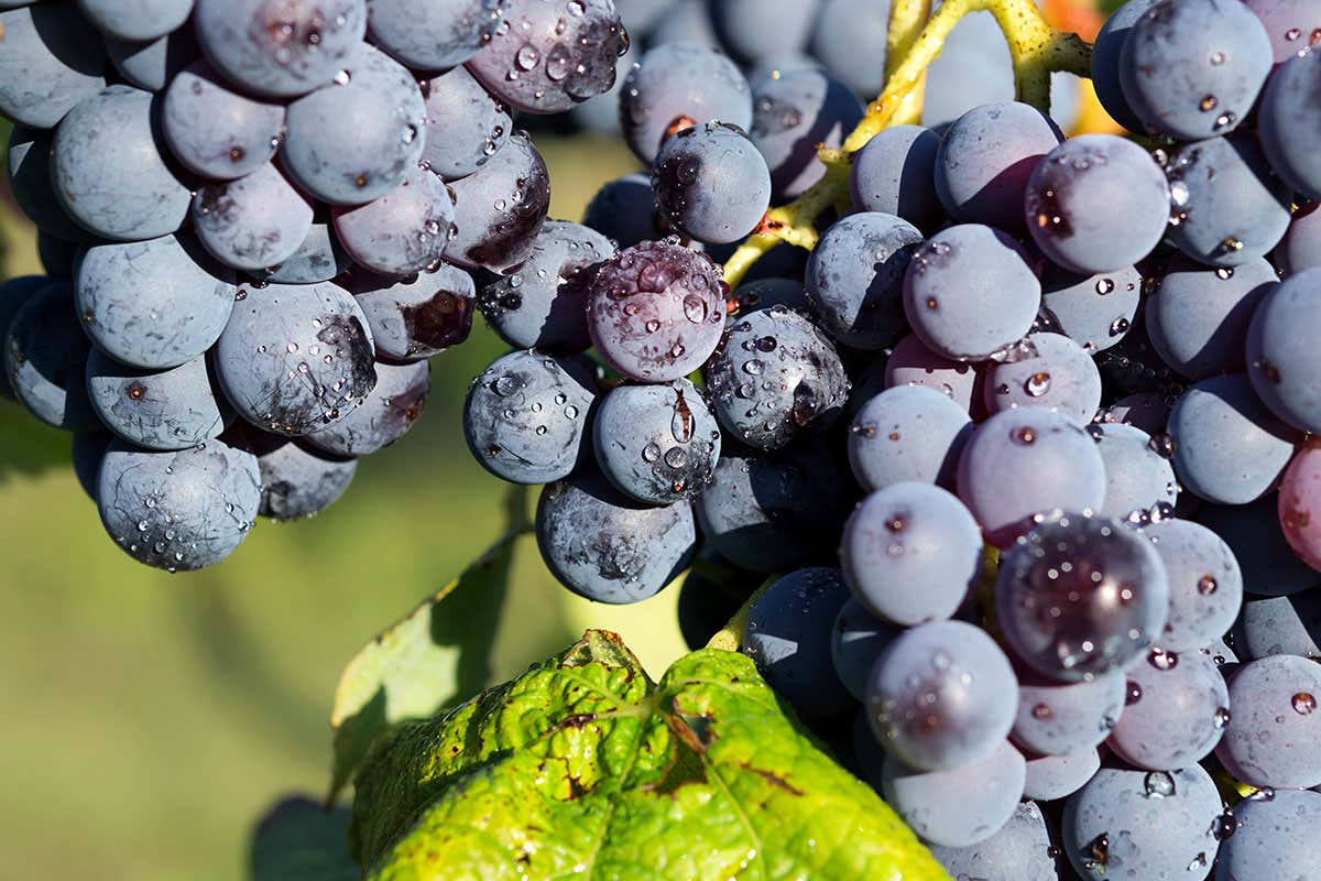 Uva Barbera Nebbiolo, Barbera e non solo: nelle Langhe tante varietà per vini d’eccellenza