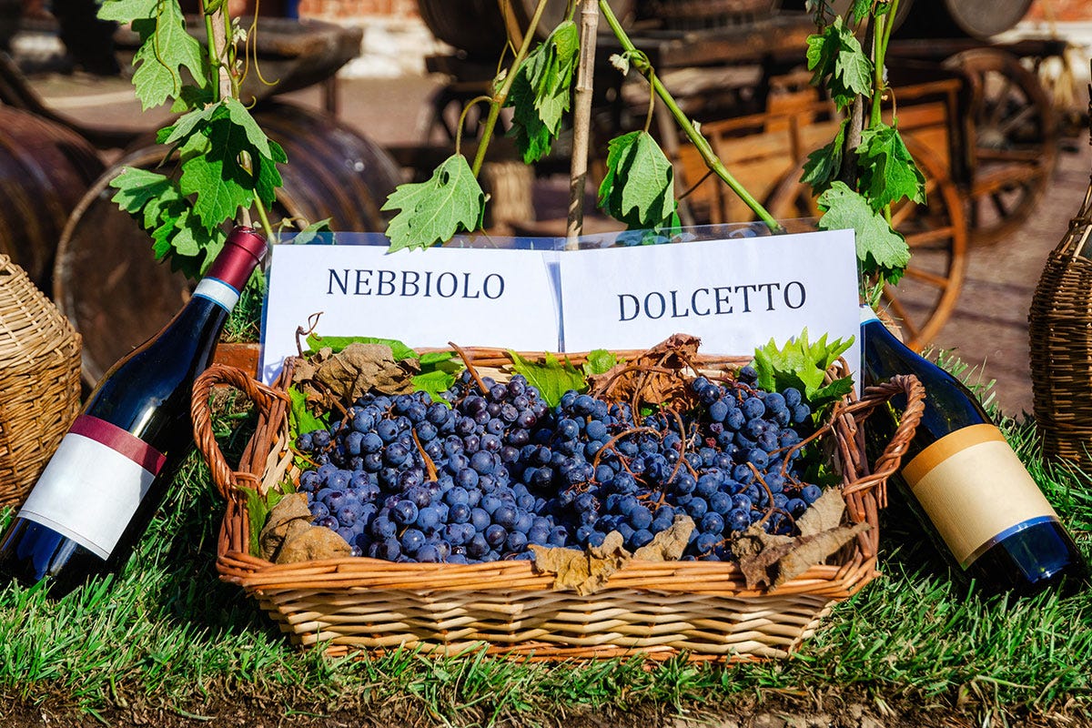 Nebbiolo e Dolcetto Nebbiolo, Barbera e non solo: nelle Langhe tante varietà per vini d’eccellenza