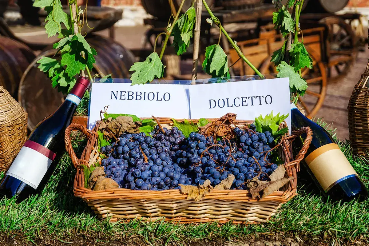 Nebbiolo e Dolcetto Nebbiolo, Barbera e non solo: nelle Langhe tante variet&agrave; per vini d&rsquo;eccellenza