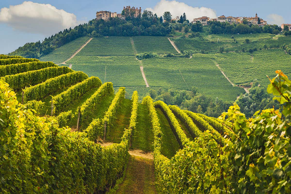 Novello (Cn) Nebbiolo, Barbera e non solo: nelle Langhe tante varietà per vini d’eccellenza