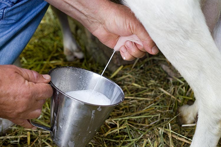 Latte di capra e di bufala Boom di produzione negli ultimi anni