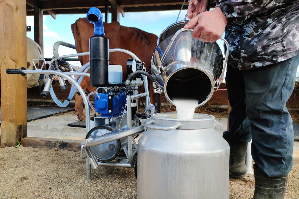 Bollette e rincari travolgono il latte italiano: cosa succede alle Dop del formaggio?