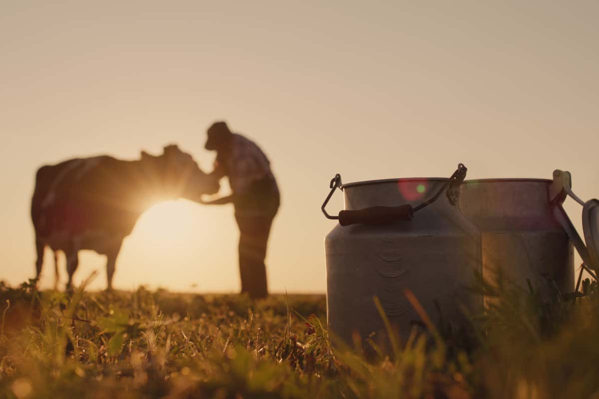 Bollette e rincari travolgono il latte italiano: cosa succede alle Dop del formaggio?