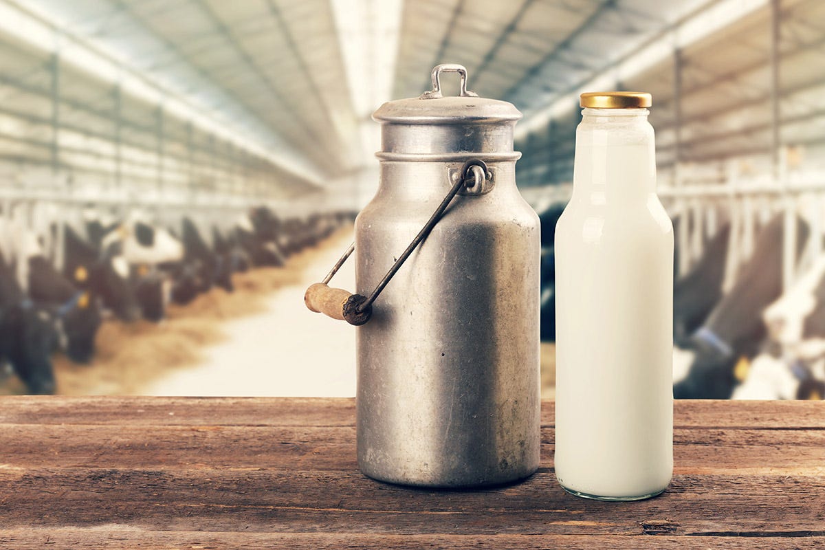 Latte sintetico, Coldiretti non ci sta: “Si vogliono distruggere la qualità”