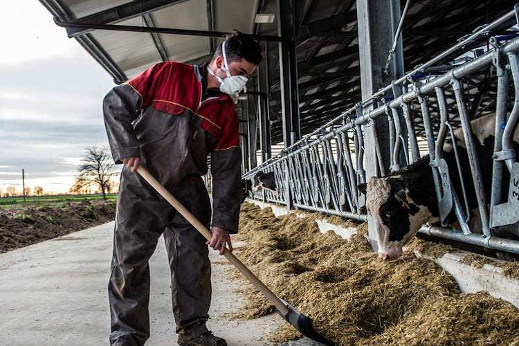 L'allevamento è uno dei settori a rischio manodopera - Prandini (Coldiretti): Subito i fondiper sostenere l’economia»