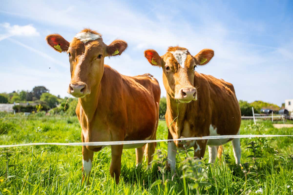 Latte: perché non è tutto uguale (e quale scegliere al supermercato)