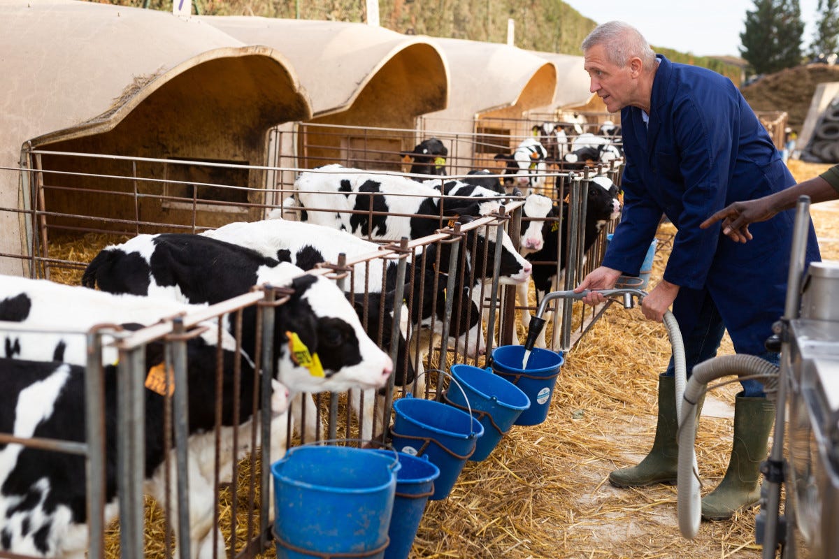 Prezzi del latte in Lombardia Coldiretti: «Il contratto deve essere rispettato»