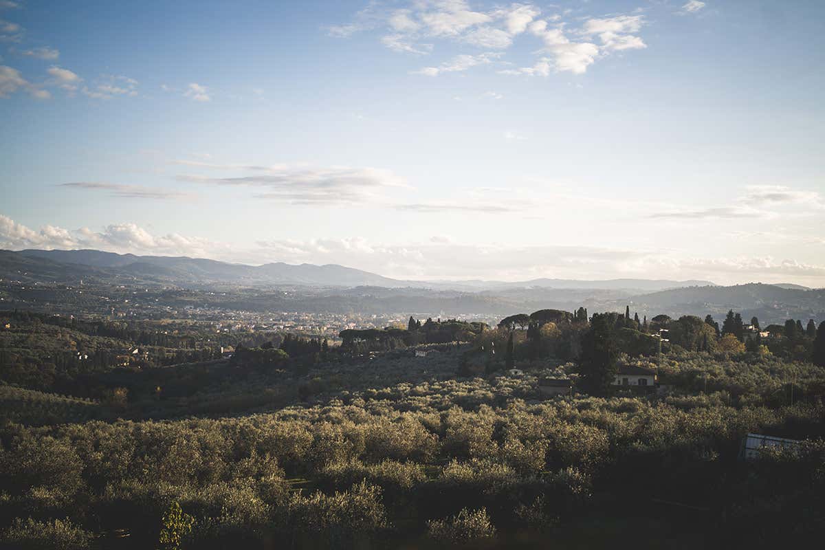 Perché il Laudemio è tra gli extravergini più ricercati del mondo Perché il Laudemio è tra gli extravergini più ricercati del mondo