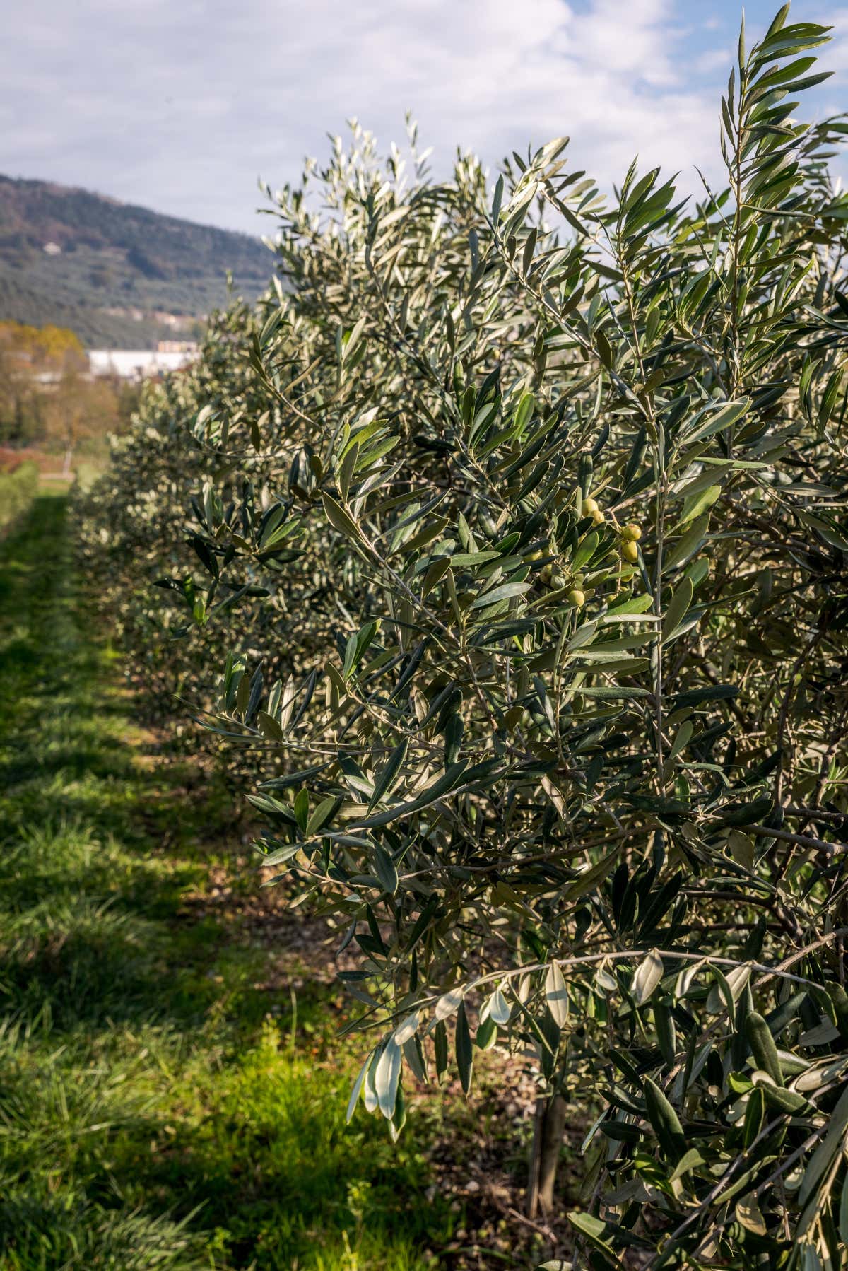 Oliveti collinari della Toscana, cuore produttivo dell’olio extravergine di oliva Laudemio