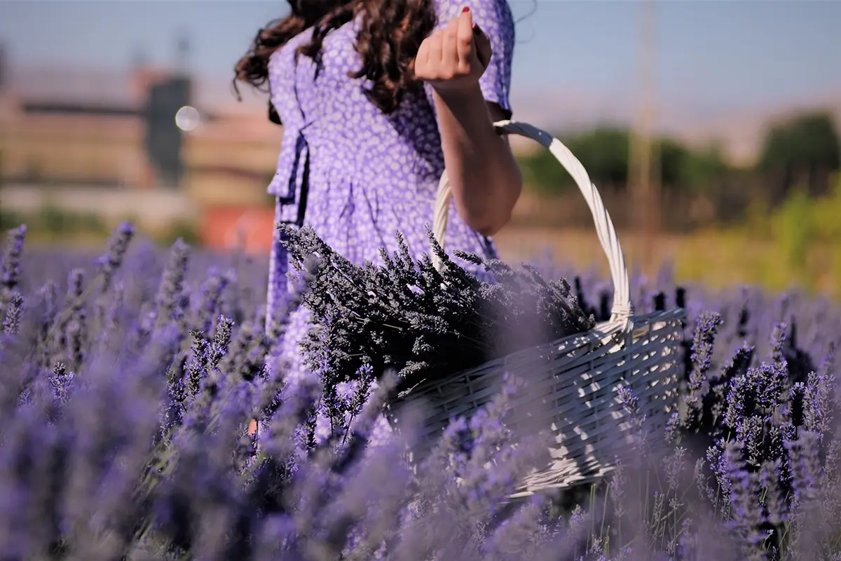 Una tenda di lusso immersa in un regno di lavanda Io viaggio da sola: cinque luoghi in Italia in cui ritrovare s&eacute; stesse