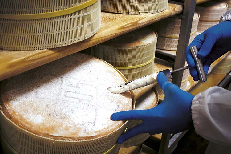 Gorgonzola Dop, produzione in calo Ma le aziende hanno ritirato il latte Gorgonzola Dop, produzione in calo Ma le aziende hanno ritirato il latte