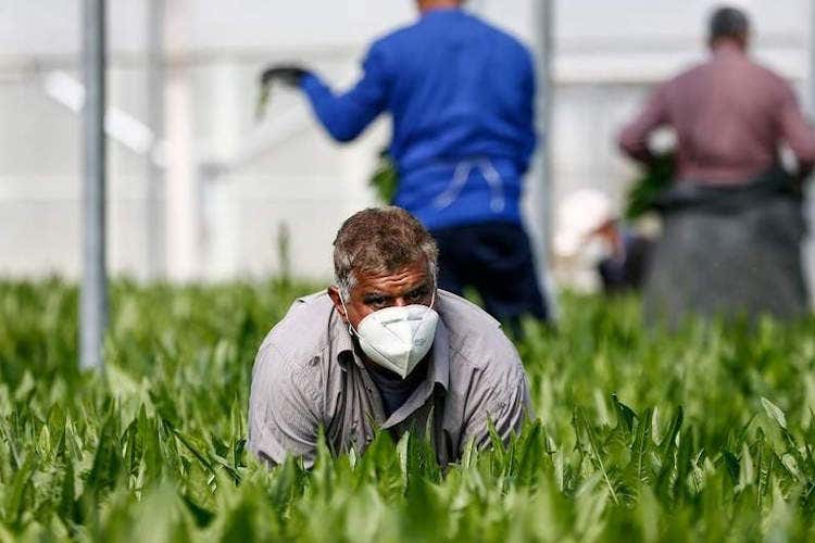 Con la mascherina in serra come nei campi - Cercasi lavoro nei campi Coldiretti apre sportello online
