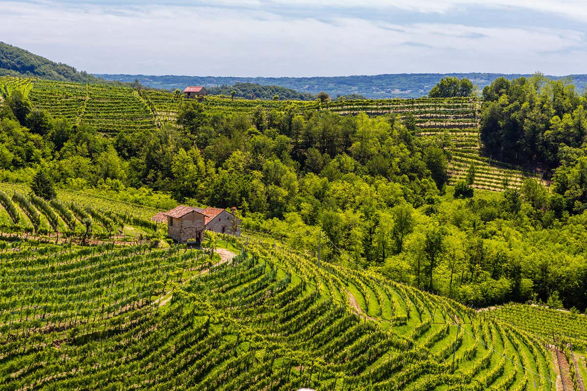 Le colline del Prosecco (credito foto: Mattia Mionetto) Le Colture: quando il valore della famiglia è sinonimo di eccellenza