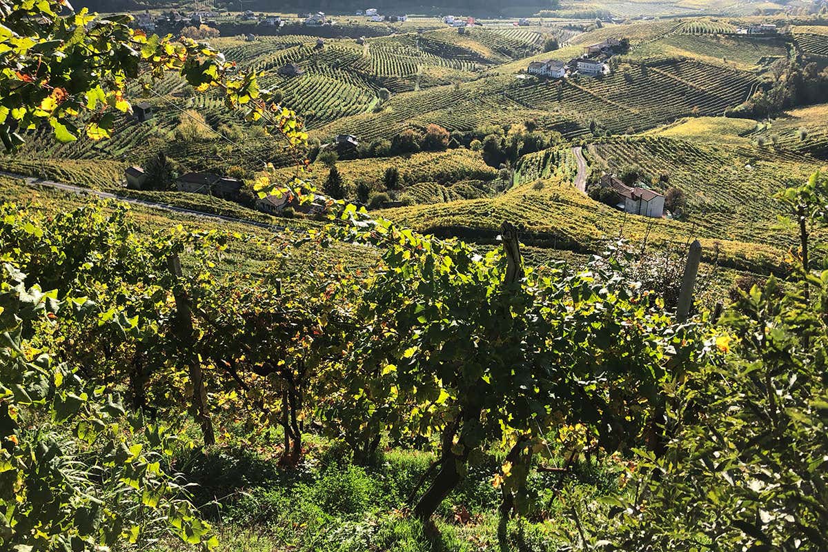 Le Colture: quando il valore della famiglia è sinonimo di eccellenza