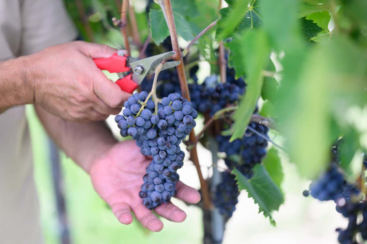 Un momento della vendemmia