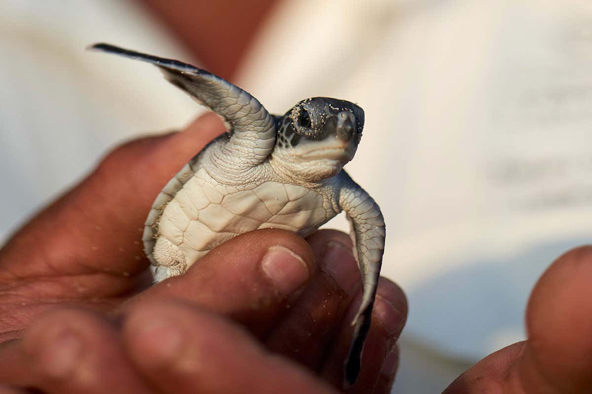 Constance Hotels Resorts, vacanze eco-chic alle Seychelles