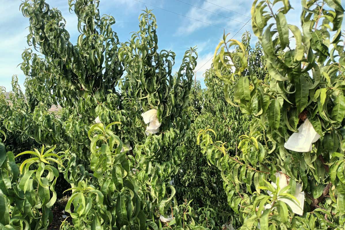 La pianta da cui nasce la pesca La Pesca di Leonforte Igp, gusto dolce di Sicilia da rilanciare