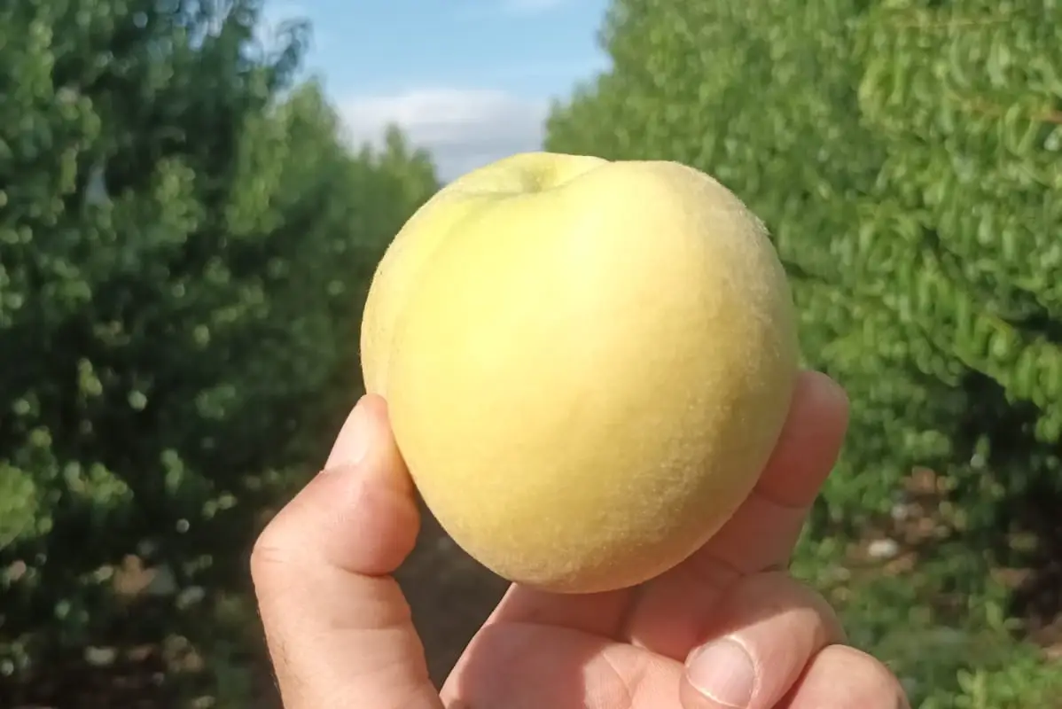 La Pesca di Leonforte Igp La Pesca di Leonforte Igp, gusto dolce di Sicilia da rilanciare