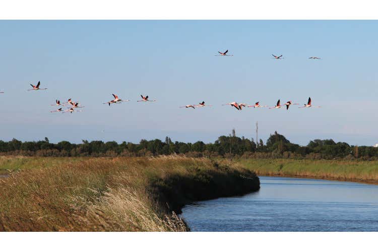 Visit Ferrara - Valle Campo - credit Chiara Vassalli Visit Ferrara - Valle Campo - credit Chiara Vassalli (8) Che gusto hanno Ferrara e il Delta del Po? Scopriamo i piatti e i prodotti tipici